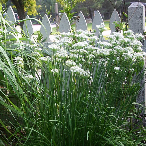 Chives Garlic - 12.5CM