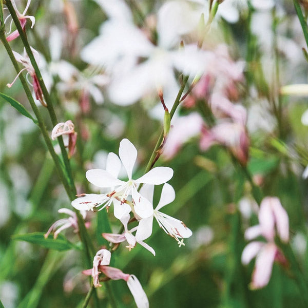 Gaura Sparkle White