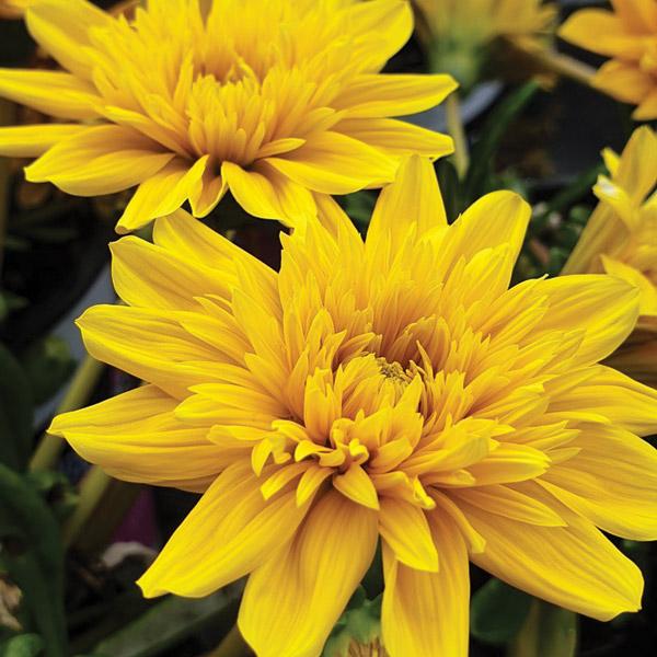 Gazania Sunglow - 14cm