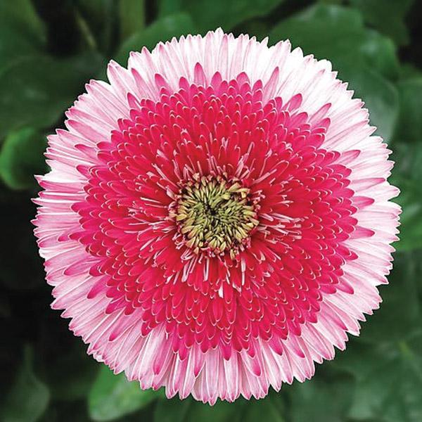 Gerbera Florist Patio Grand Canyon - 2L