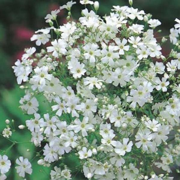 Gypsophila Monarch White Seed