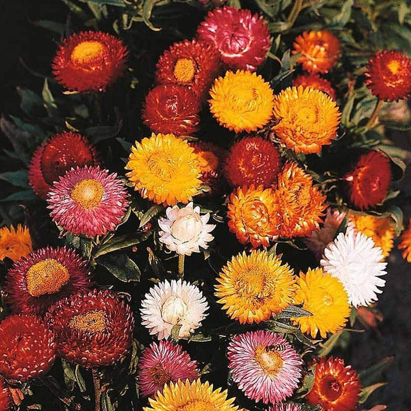 Helichrysum Bright Bikini Mix Flower Punnet