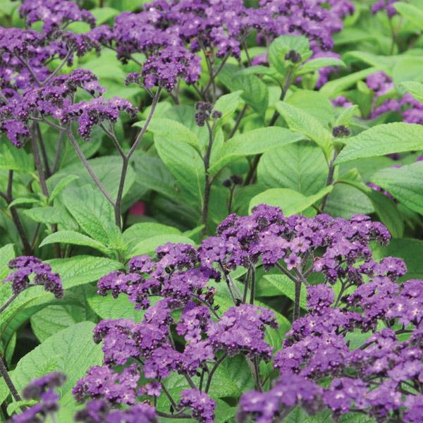 Heliotrope Mini Marine Flower Punnet