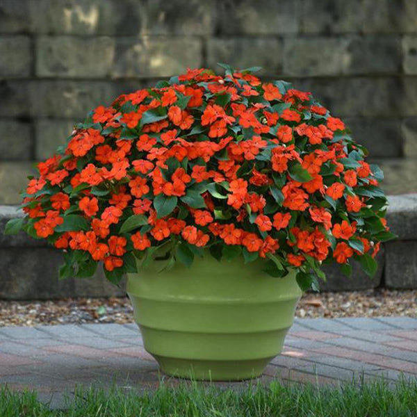 Impatiens Orange Flower Punnet