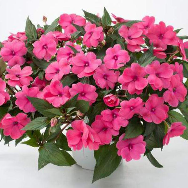 Impatiens Pink Flower Punnet