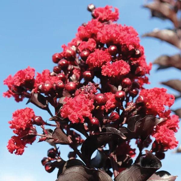 Crepe Myrtle Best Red