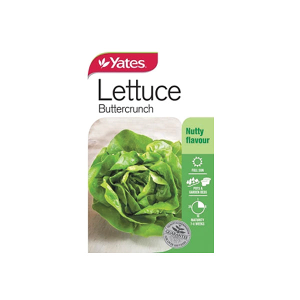 Lettuce Buttercrunch