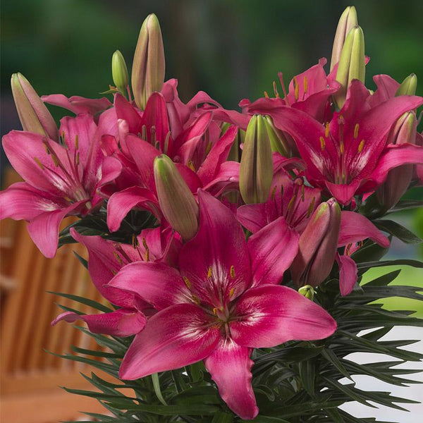 Lilium Trendy Dakota - 2.5L