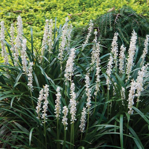 Liriope Monroes White - 1.9L