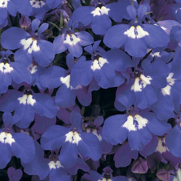 Lobelia Upright Blue Eye Flower Punnet