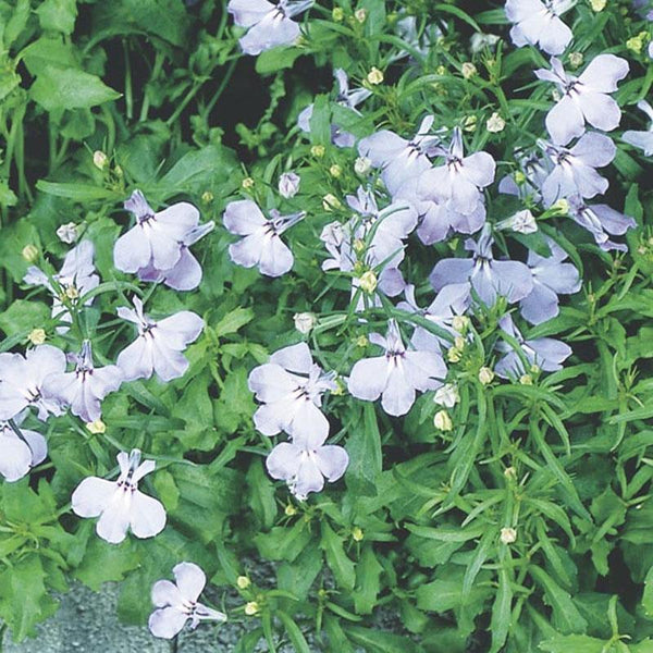 Lobelia Upright Blue Bicolour Flower Punnet