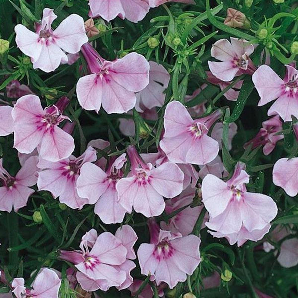 Lobelia Upright Lilac Flower Punnet