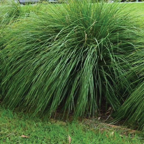 Lomandra Tanika - 1.9L