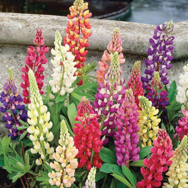 Lupin Russell Hybrid Mix Flower Punnet