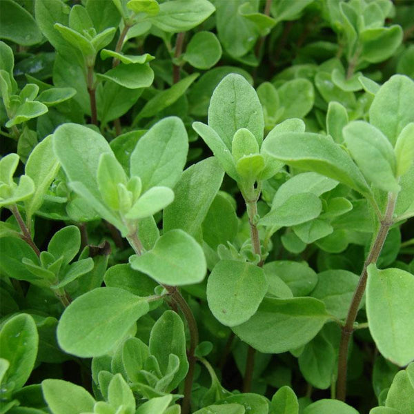 Marjoram Sweet  - 10CM