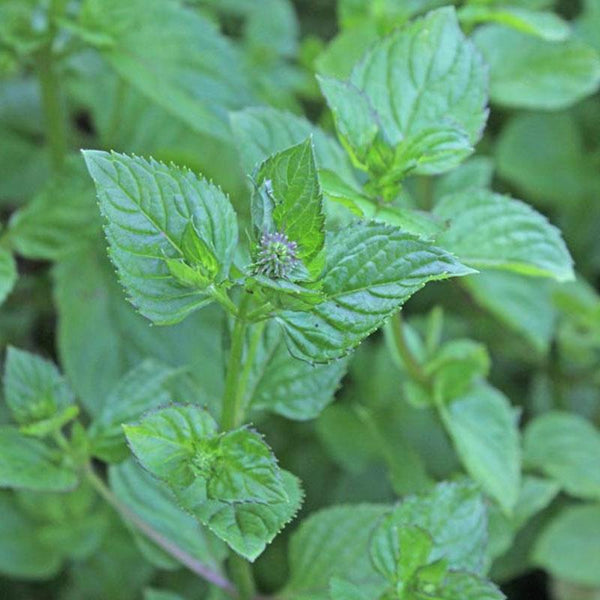 Mint Basil 10CM