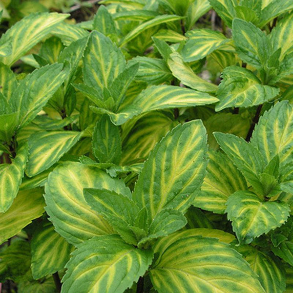 Mint Ginger Variegated - 10CM