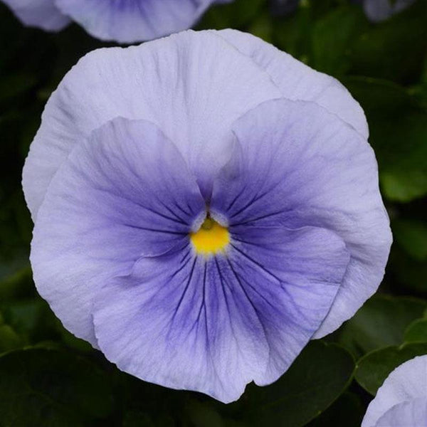 Pansy Light Blue Flower Punnet