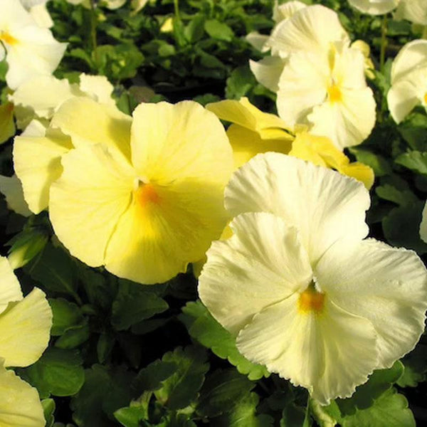 Pansy Primrose Flower Punnet