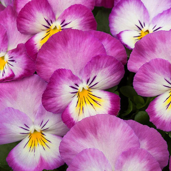 Pansy Radiance Pink Flower Punnet