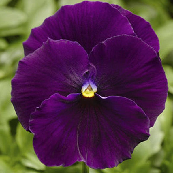 Pansy Violet Flower Punnet