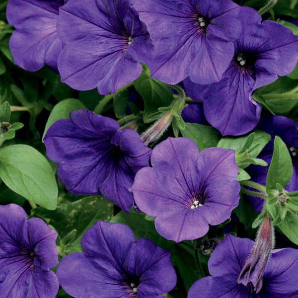 Petunia Cascading Blue Flower Punnet