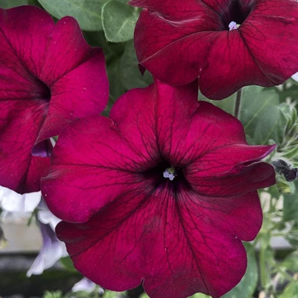 Petunia Ascending Burgundy Flower Punnet