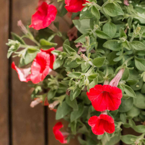 Petunia Ascending Red Flower Punnet