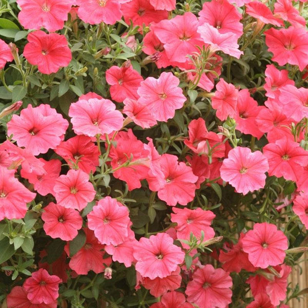 Petunia Cascading Salmon Flower Punnet