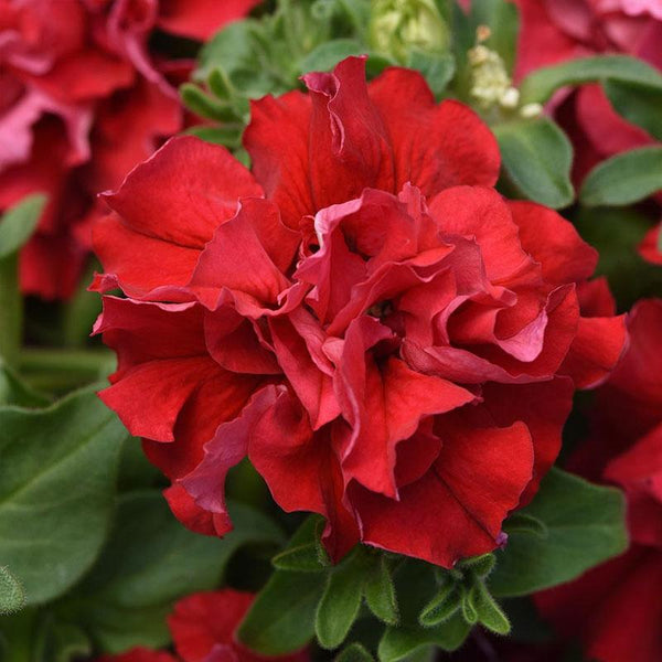 Petunia Duo Red Flower Punnet