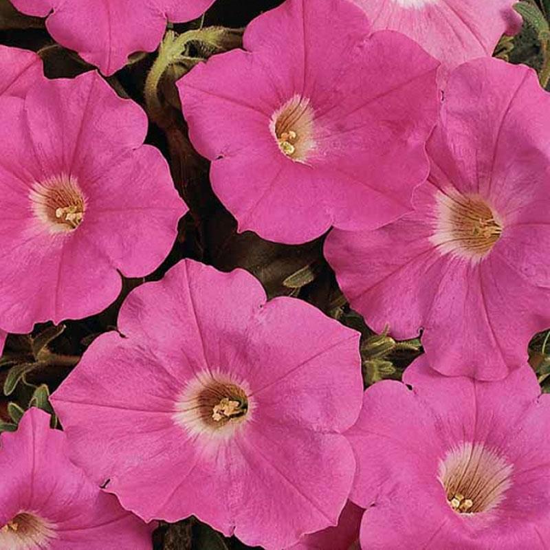 Petunia Pepe Blush Pink Flower Punnet