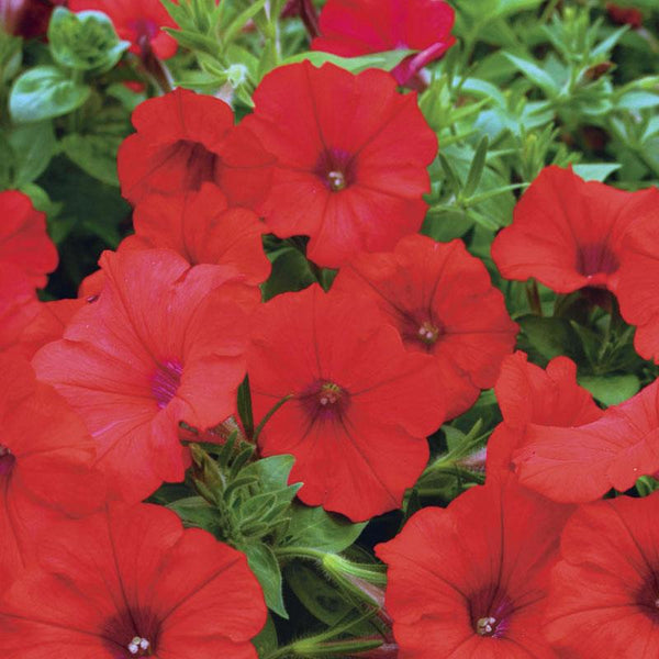 Petunia Pepe Red Flower Punnet