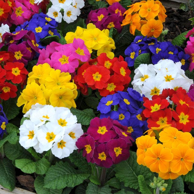 Polyanthus Mix Flower Punnet