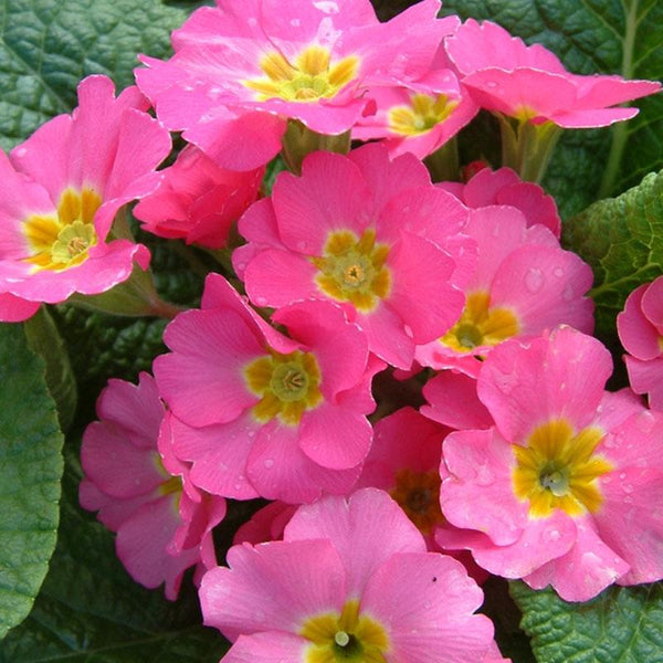 Polyanthus Pink Flower Punnet