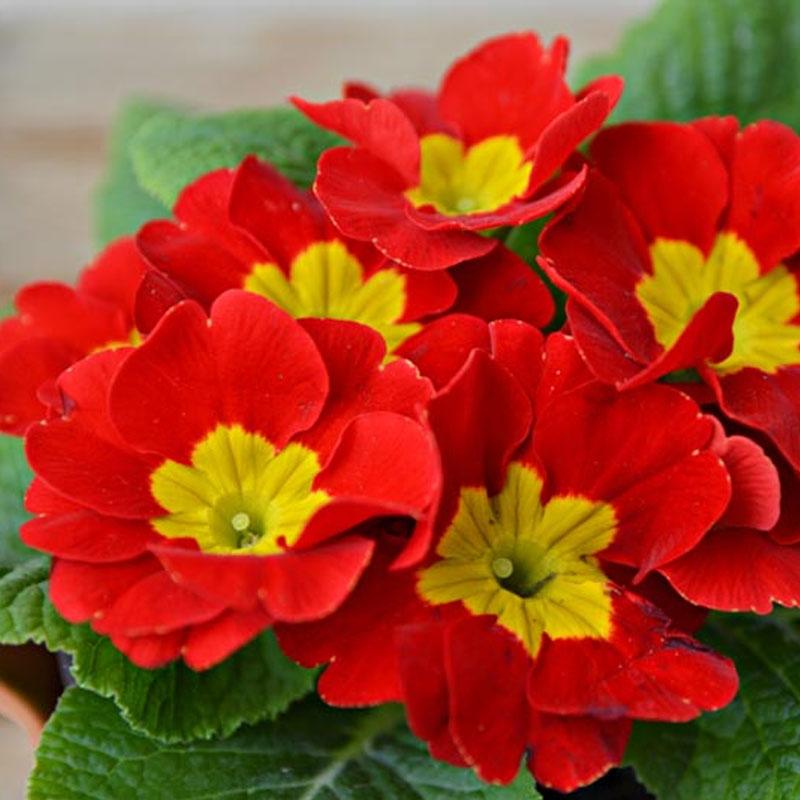 Polyanthus Red Flower Punnet