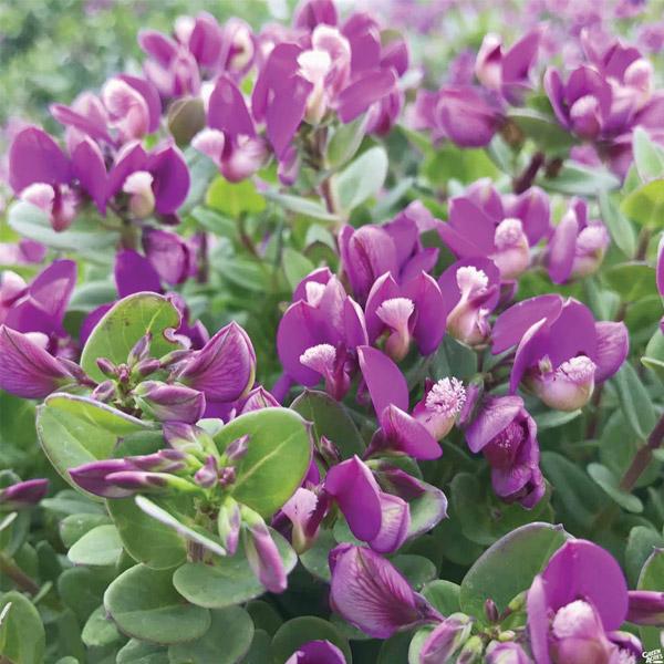 Polygala Petite Butterflies - 1.9L