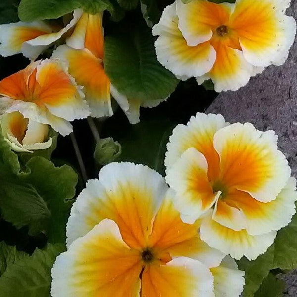 Primrose Paradise Buttercup Flower Punnet