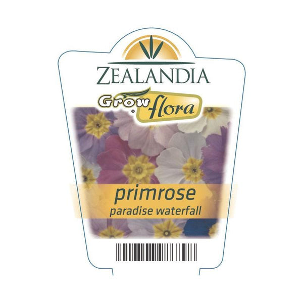 Primrose Paradise Waterfall Flower Punnet