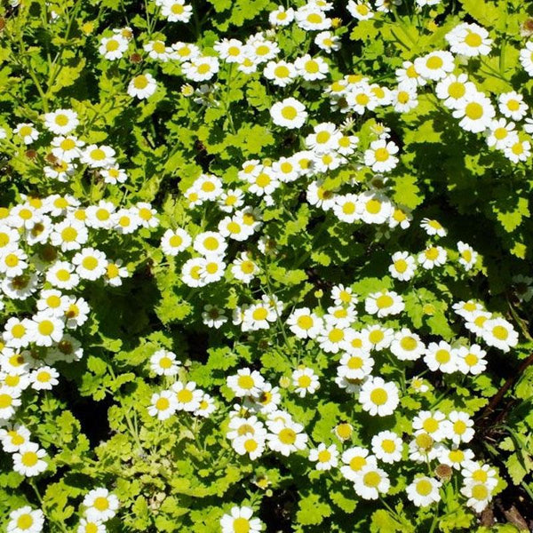 Pyrethrum Golden Moss Flower Punnet