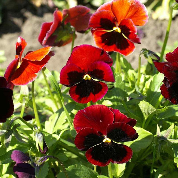 Pansy Red Blotch Flower Punnet