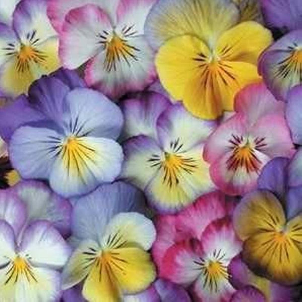 Pansy Eyelashes Flower Punnet