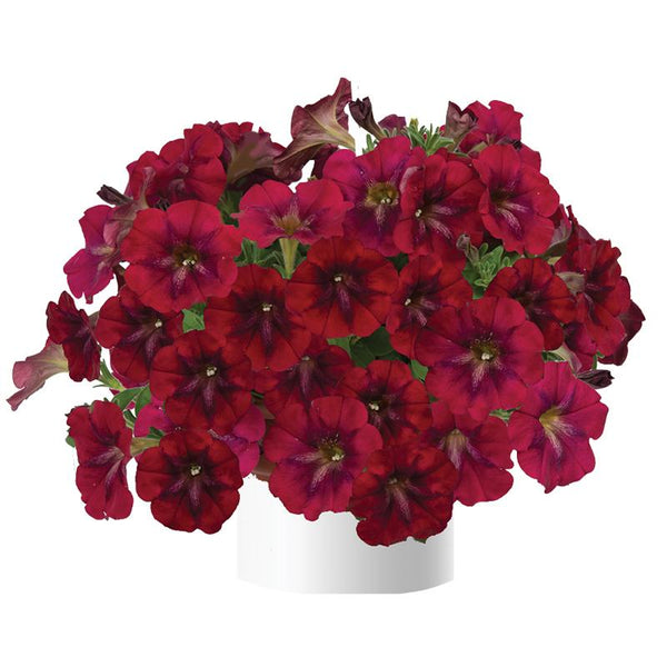 Petunia Velvet Emperor - 1L