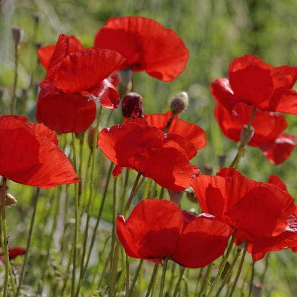 Poppy Red Flower Punnet