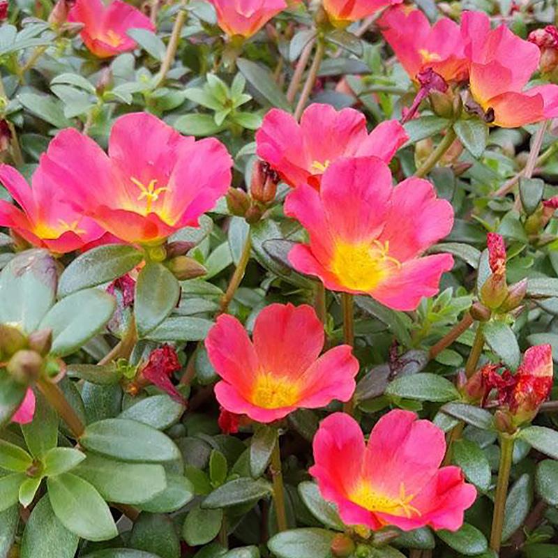 Portulaca Pizzazz Cherry Baby - 12cm