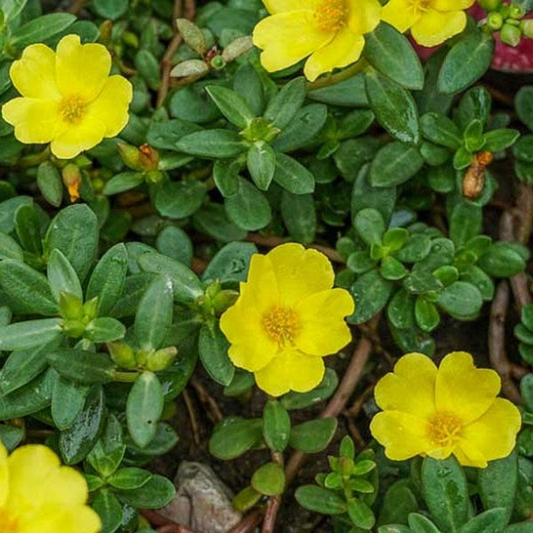 Portulaca Yellow Flower Punnet