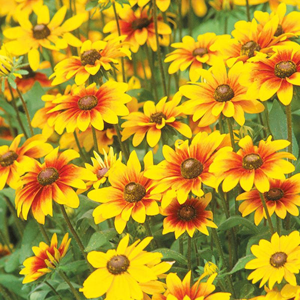 Rudbeckia Toto Mix Flower Punnet