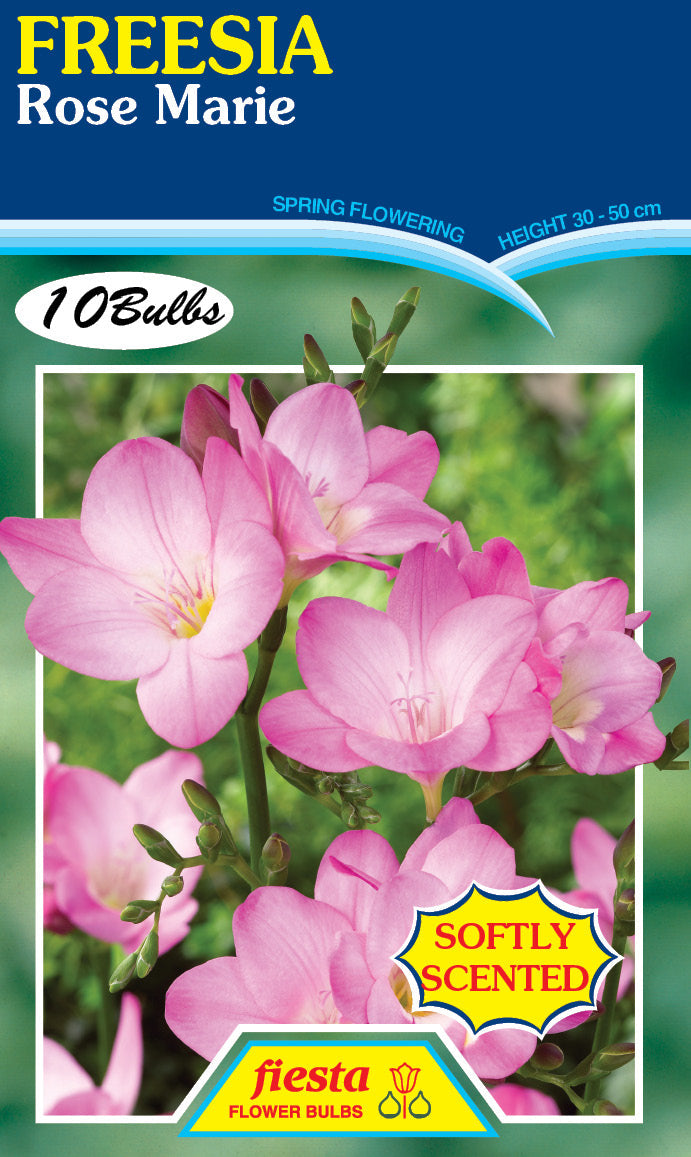 Freesia Rose Marie 10PK