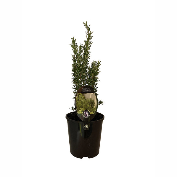 Rosemary Tuscan Blue - 1.9L