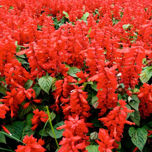 Salvia Dwarf Red Flower Punnet