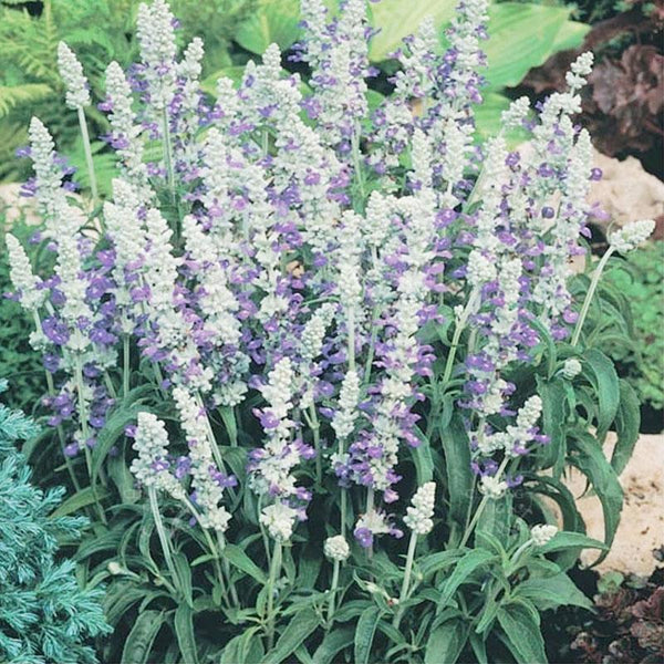 Salvia Farinacea Strata Flower Punnet